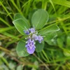 土手の6月から10月の植物「結局、カラタネオガタマもドウダンツツジも残ってるね。」ｂｙ私
