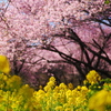 第26回 まつだ桜まつり (2025年)