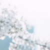 sakura 桜 cool japan／Minaco