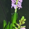 ヒヤシンスの花が咲きました。日本の牛肉の話。　明日のベルリンフィルのコンサートに向けて宿題中。