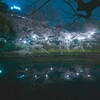 愛知県岡崎公園の夜桜写真