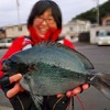 【グレ釣り】高知でフカセ釣り　波止のポテンシャル高すぎて笑うしかないw(動画もあるよ〜)