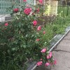 薔薇