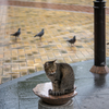 近隣繁華街のねこさん