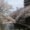 横浜の桜も満開です！