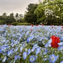 アラカンナースひとり暮らし