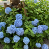 第228回（2024．6．10.）「紫陽花の季節がやってきました！」