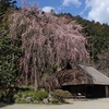 桜開花状況2020春　巾着田と高麗神社