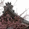 誕生寺の河津桜