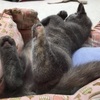 横浜そごうのペットショップの猫に癒された😽ディズニーランドのチケットも購入した🧚🏻‍♂️🧚🏻‍♂️🧚🏻‍♂️
