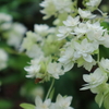 思いがけない 初夏の花たち