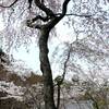 花の寺