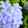 庭の花