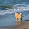 犬アドベントカレンダー5日目 チャウチャウ