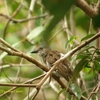 Grey-chested Jungle Flycatcher ノドジロミツリンヒタキ　（カリマンタンの鳥その7）