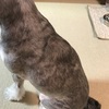 【犬のこと】背中のしこり　病院へ行ってきました。