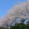 桜（要子）