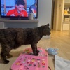 おねえちゃん