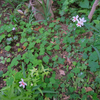 2025年 庭の花だより～ヒメヒオウギ・ドクダミ～♬