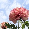 芍薬(シャクヤク)の写真素材｜著作権フリー商用可の花素材