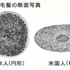 日本人と白人の髪質の違い
