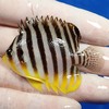 【現物15】シマヤッコ 6cm± ! 海水魚 生体 15時までのご注文で当日発送【ヤッコ】