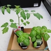 野菜苗も値上がり？