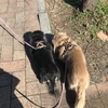 お散歩の一日。
