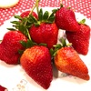 つる付きイチゴ　Long Stem Strawberryies　食べやすくて実がしっかりとした歯ごたえ十分でした。