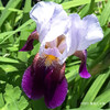 ドイツアヤメ Iris germanica