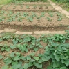 家庭菜園（23-32）続・サツマイモ苗作り
