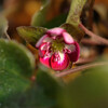 雪割草　hepatica