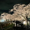 【穴場の絶景夜桜！】東宝スタジオの仙川の桜ライトアップ見に行きました！