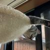 ハンモックから飛び出る頭と手＆猫草事情