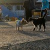 天草諸島のねこさん