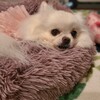 ソラちゃんと暮らし始めた記念日