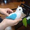 鳩