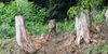 イノシシ、久しぶりに捕獲