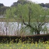 手賀沼遊歩道の柳と菜の花