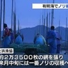 秋の風物詩　有明海でノリ網解禁