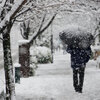 小田原城址公園散策　　雪景色　梅と寒桜