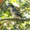 オーバーン植物公園（Auburn Botanic Garden)の鳥見