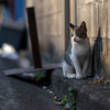 近隣繁華街のねこさん