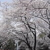 お花見　：　上野公園　2010