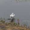 脚で魚を追うコサギ　歳末玉手箱　アカモズ飛翔