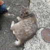 ご近所の野良猫ちゃん