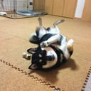 犬とウサギと生きることにした