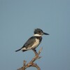 Eco Pondのアメリカヤマセミ(Belted Kingfisher)