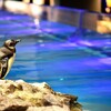 すみだ水族館の赤ちゃんペンギン「たいこ」の成長した姿を見てきました！
