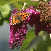 ヨーロッパコヒオドシ(Small Tortoiseshell)